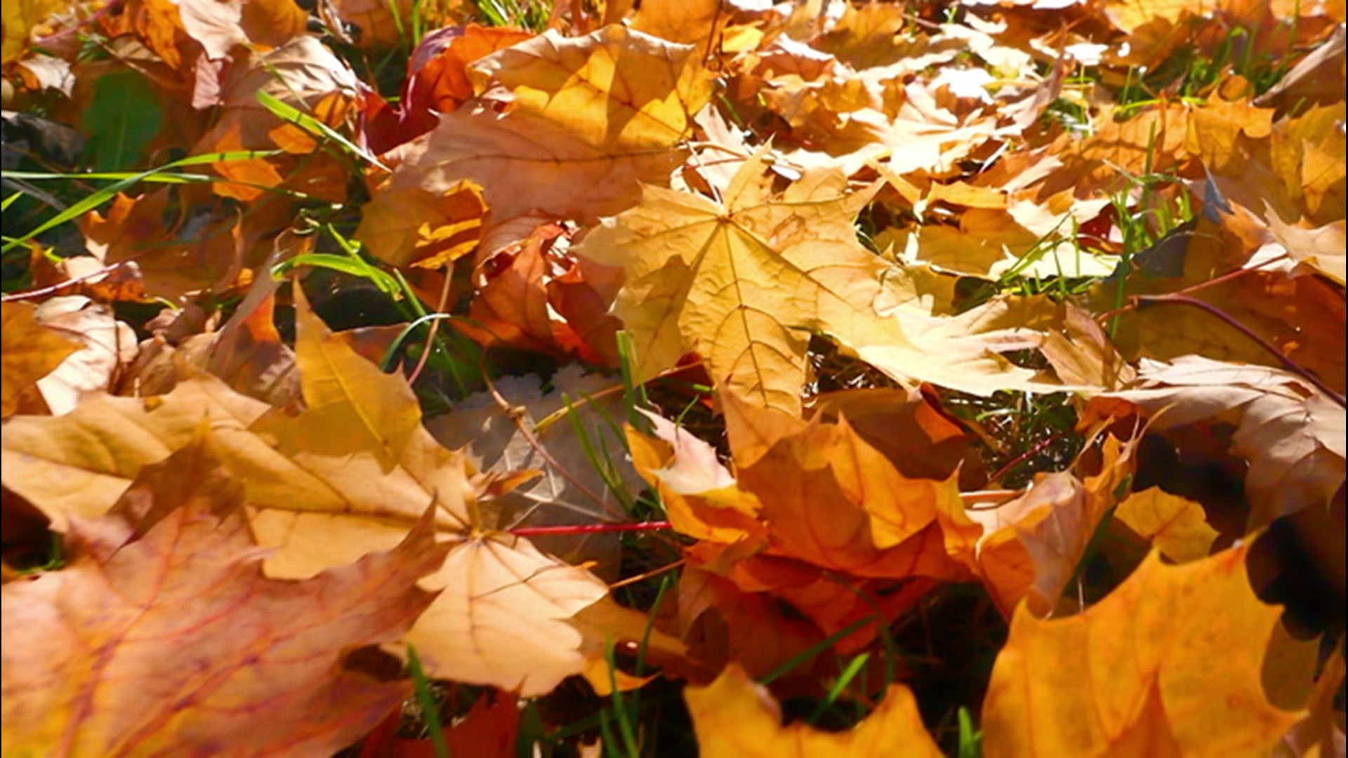 Fall leaves are breathtaking to look at. Learn why they change colors and what makes vibrant fall foliage possible.