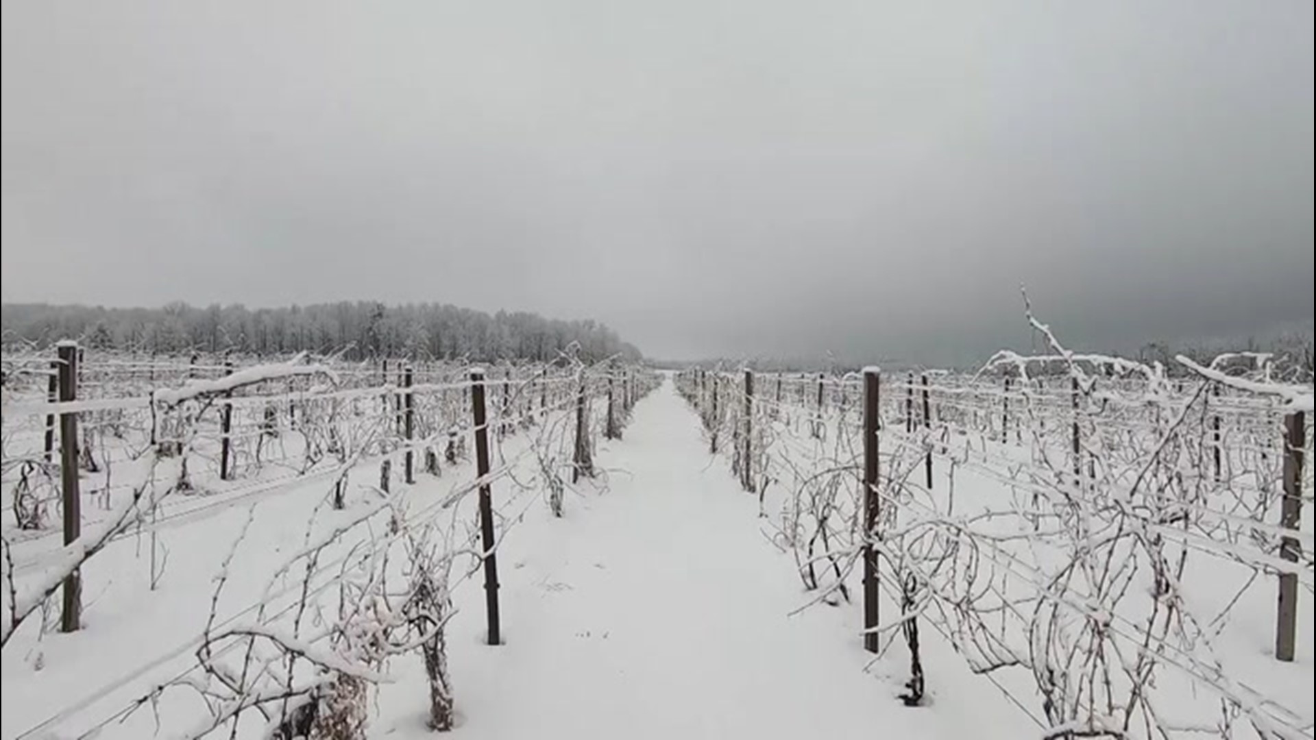 Grape growers in New York's Finger Lakes region had to deal with a major cold front in the area. Accuweather's Dexter Henry took a look at the precautions the vineyards took.
