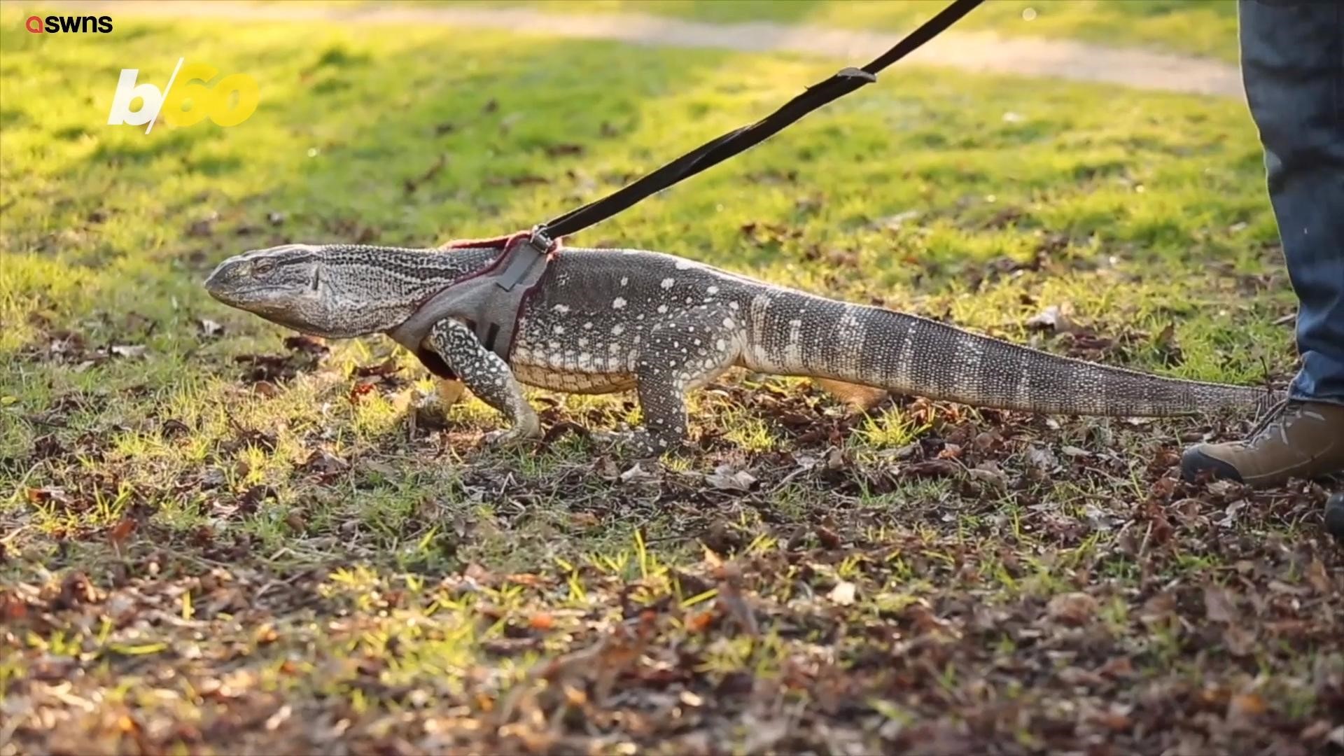 monitor lizard on leash