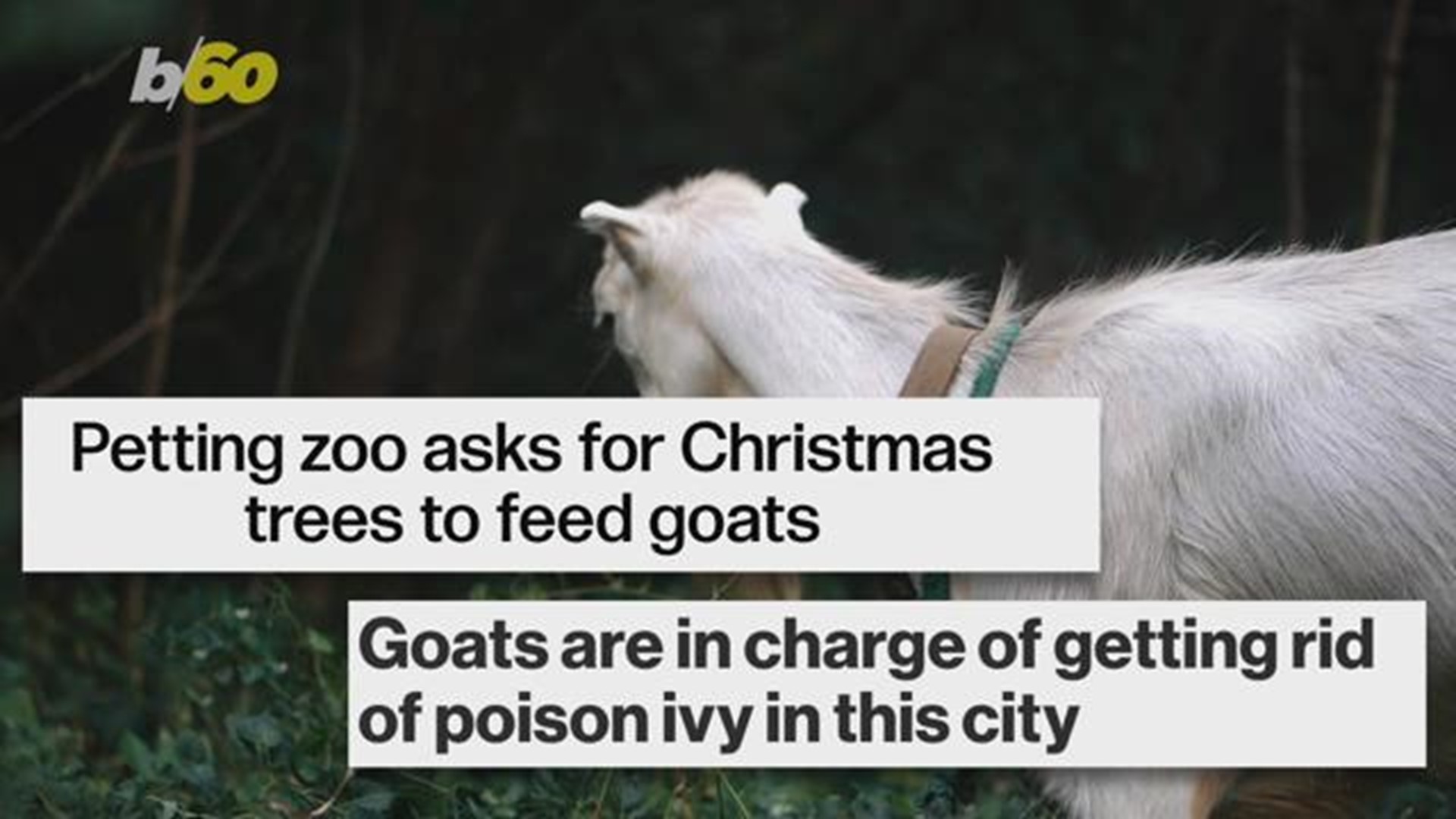Goat elected as Vermont town's honorary mayor 