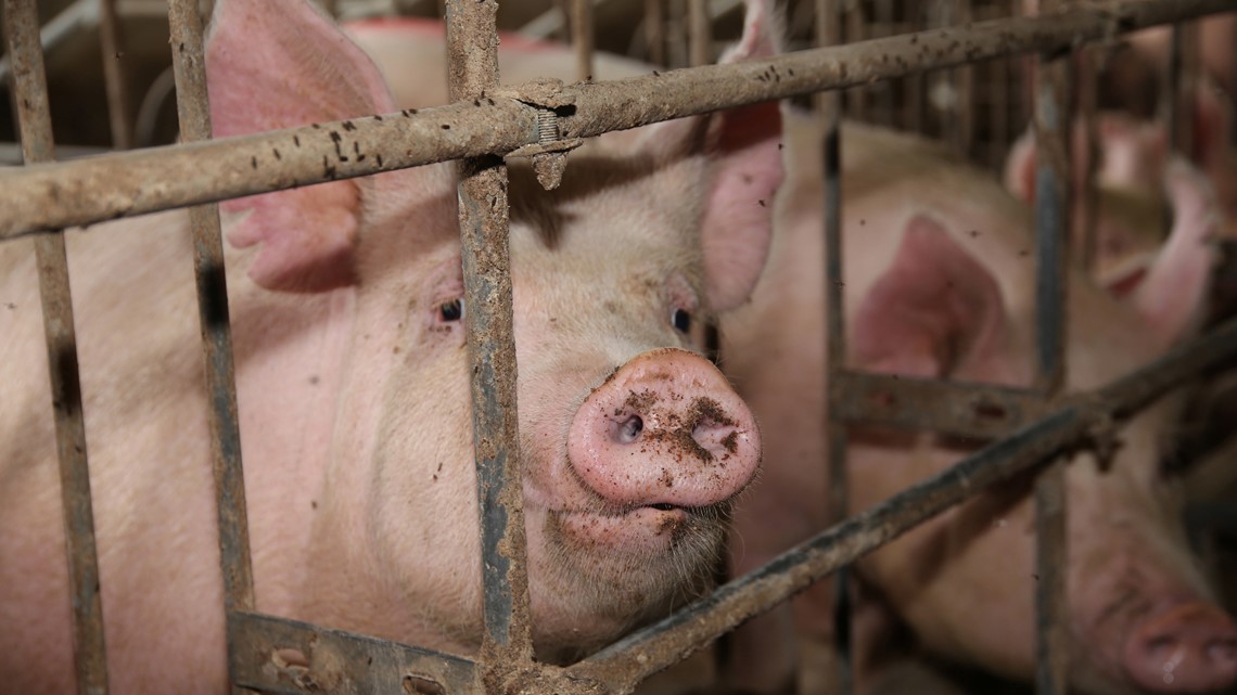 New Swine Flu, G4, Having Pandemic Potential Discovered in China