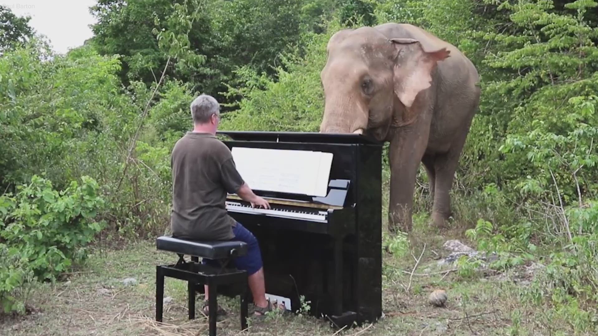 This concert pianist gives the gift of music to a one-of-a-kind audience, elephants.