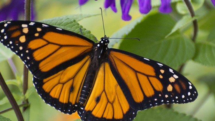 The Monarch Butterfly Beats Extinction in Triumphant California