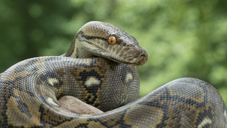 Austrian man bitten by python during visit to the toilet, Snakes