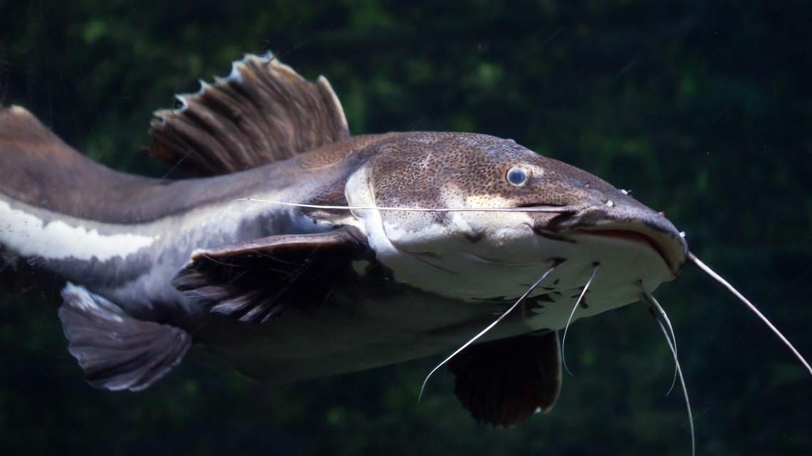 Over 300,000 pounds of catfish illegally harvested in Kentucky, 25 people facing charges