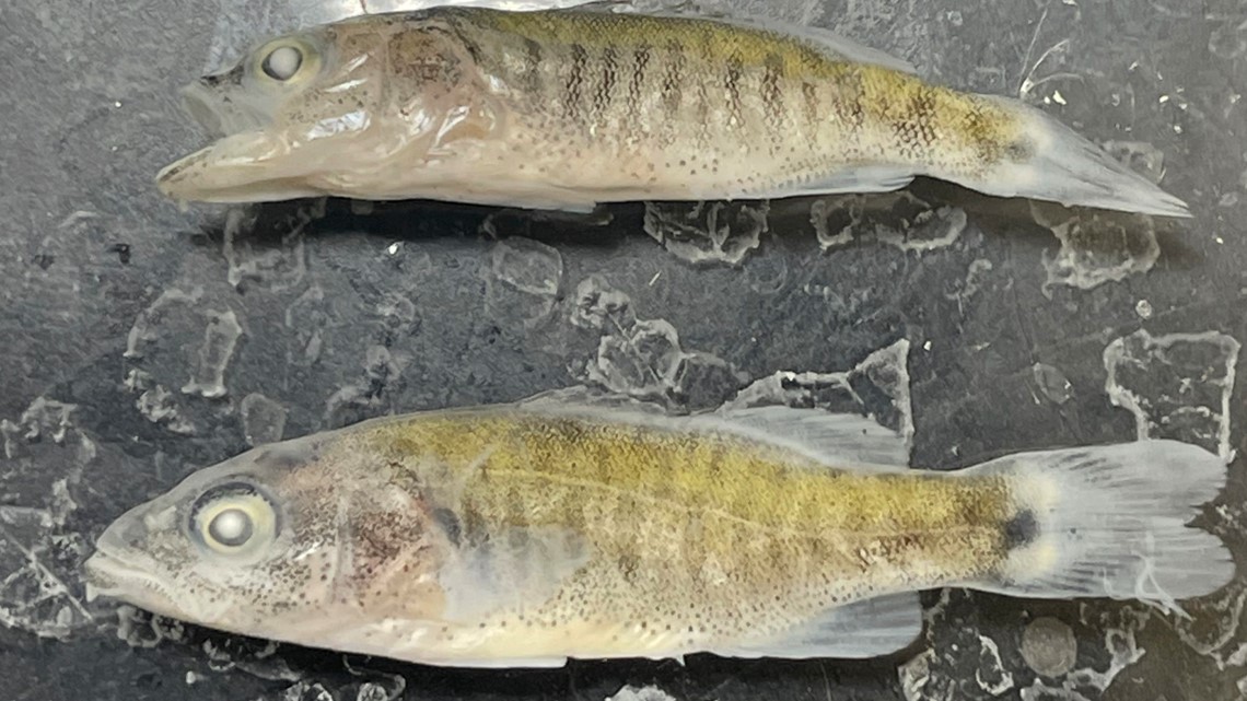 Predator fish confirmed on the lower Colorado River