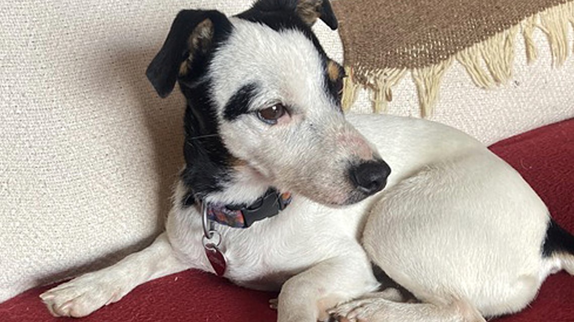 Jack Russell/Chihuahua and Pomeranian: 365-day wait to find forever home in  Burnley, Pendle or the Ribble Valley for inseparable dogs who hadn't been  outside for SIX YEARS