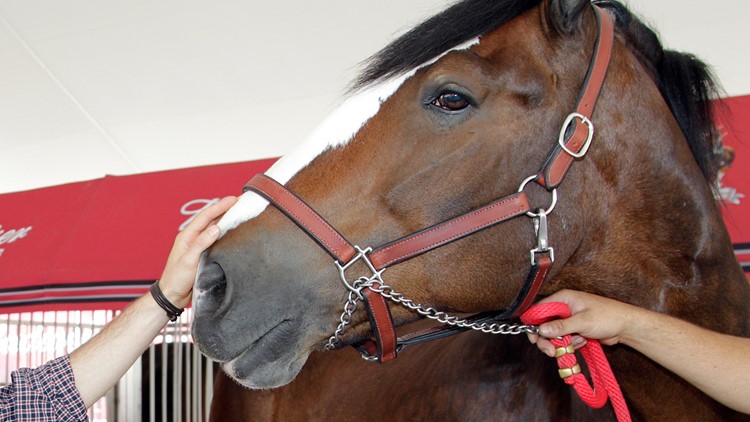 Budweiser Super Bowl ad 2023: Clydesdales make brief