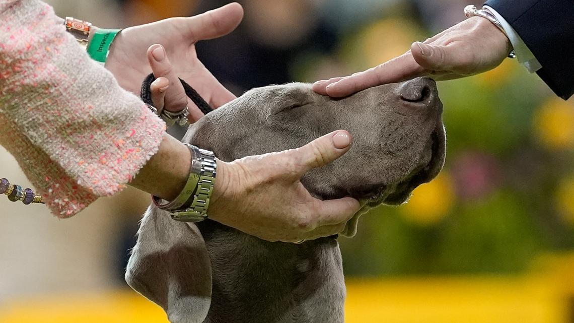 7 dogs competing for Westminster show's big prize Tuesday night