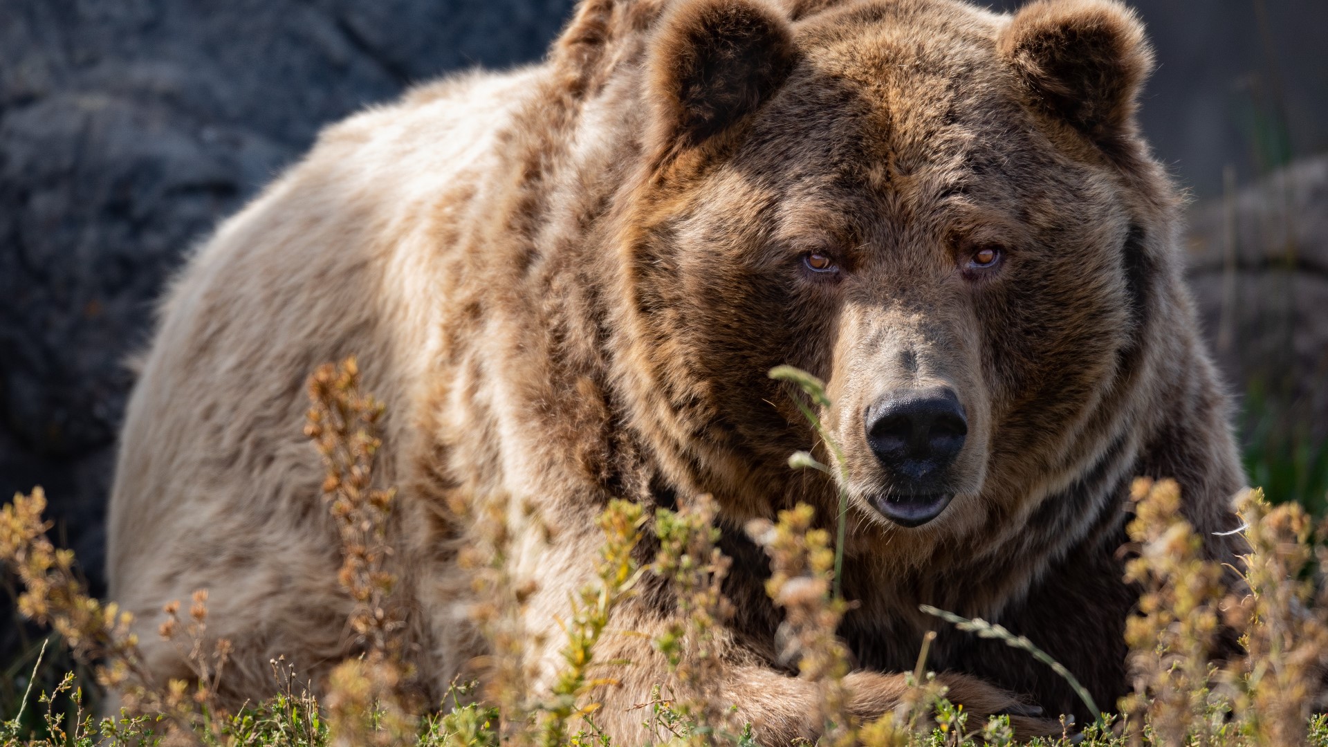 Grizzly bear attack College wrestlers survive Wyoming mauling