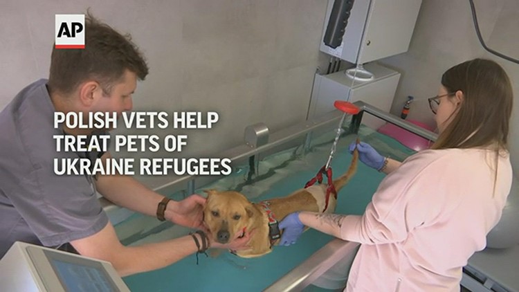 Polish veterinarians help treat pets of Ukraine refugees