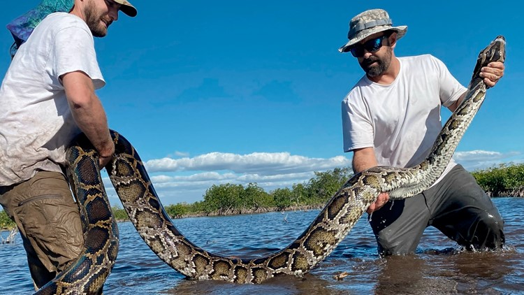 Record-breaking 18-foot, 215-pound Burmese python caught in Florida