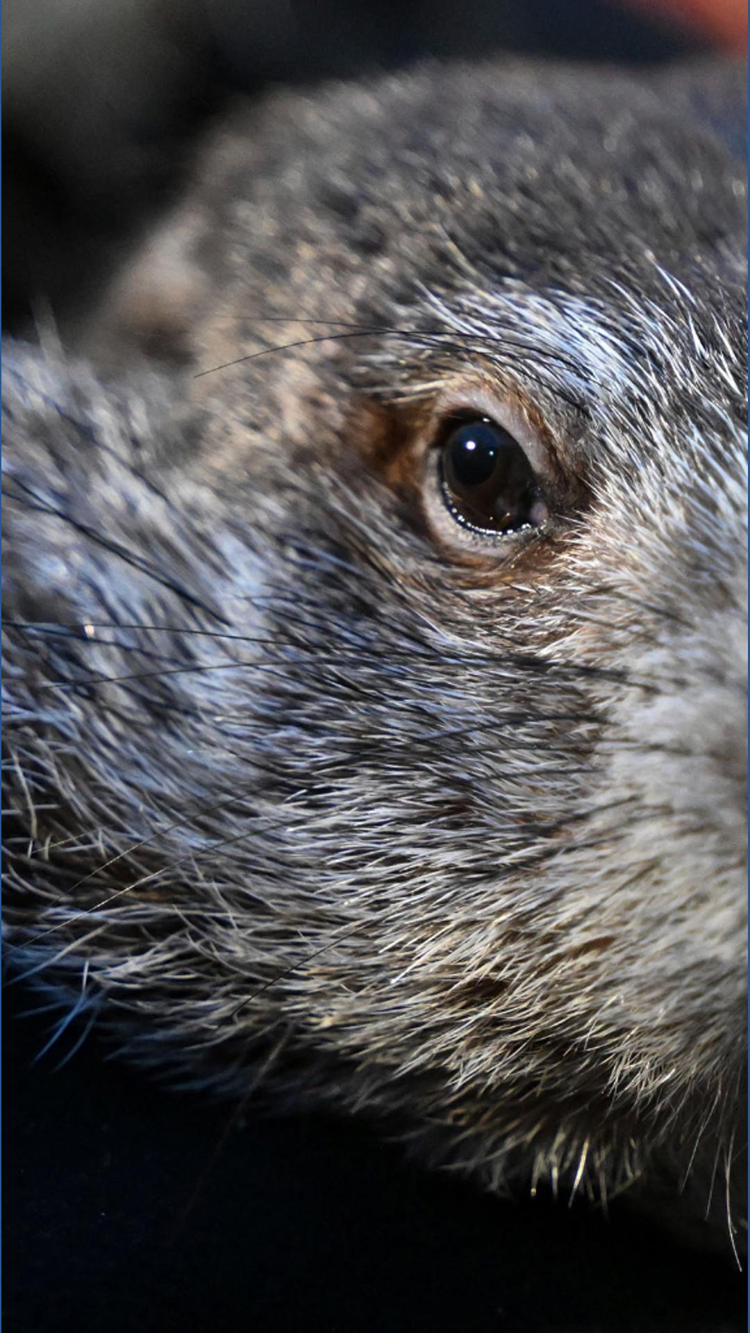 Groundhog Day 2026: Will Punxsutawney Phil see his shadow?