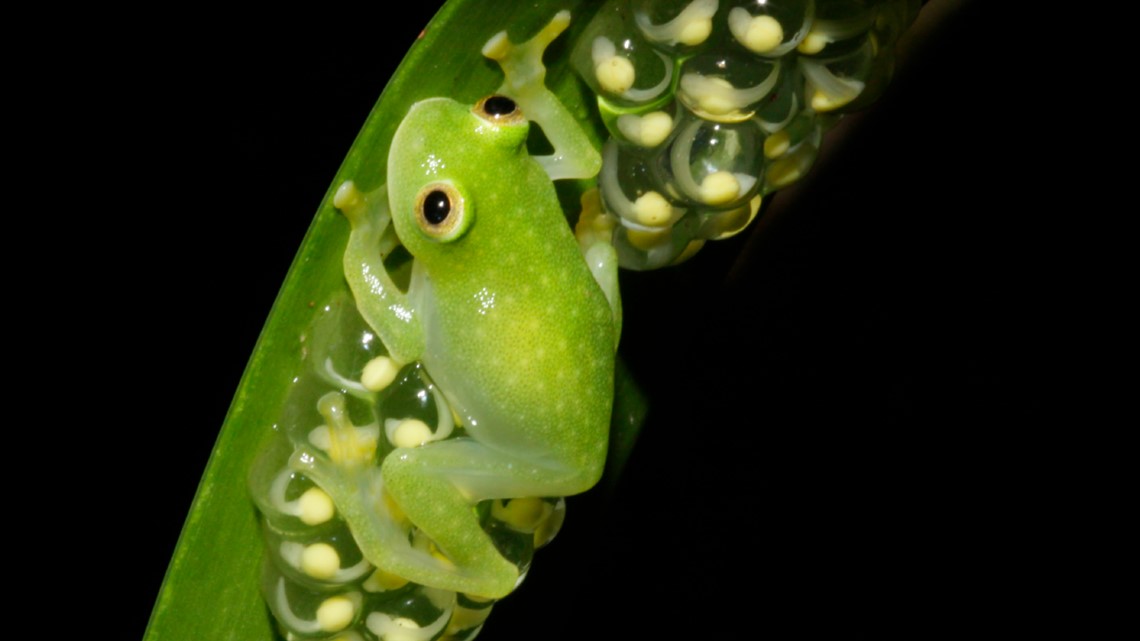 Glass frog transparency study: Red blood concentrates in liver - Vimarsana News