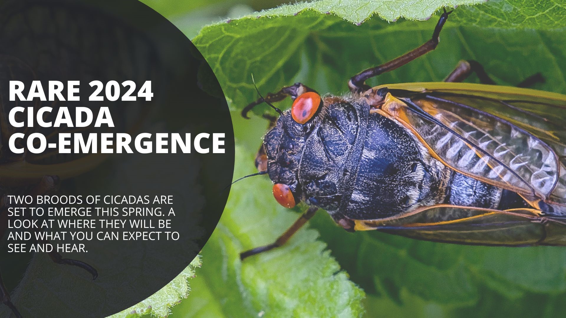 In the News Now Rare 2024 cicada coemergence