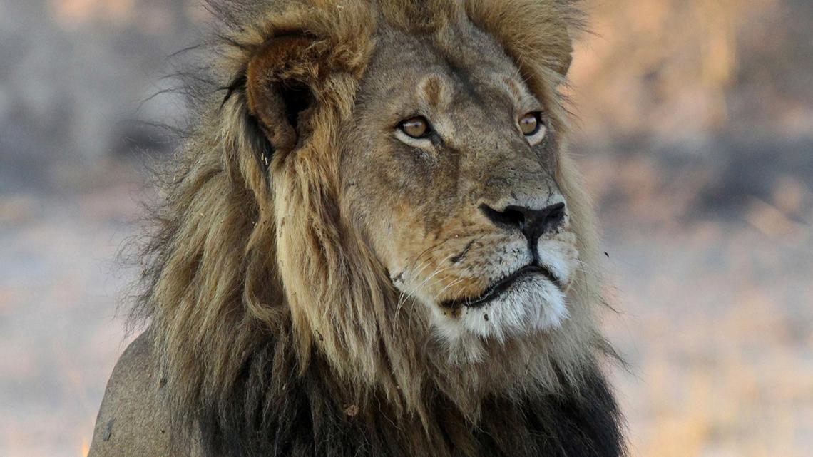 Trophy Hunter Kills Oxford-Collared Lion in Zimbabwe