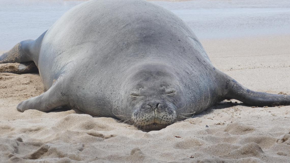Washington tourist pleads not guilty in Hawaiian monk seal rock case, barred from Hawaii beaches