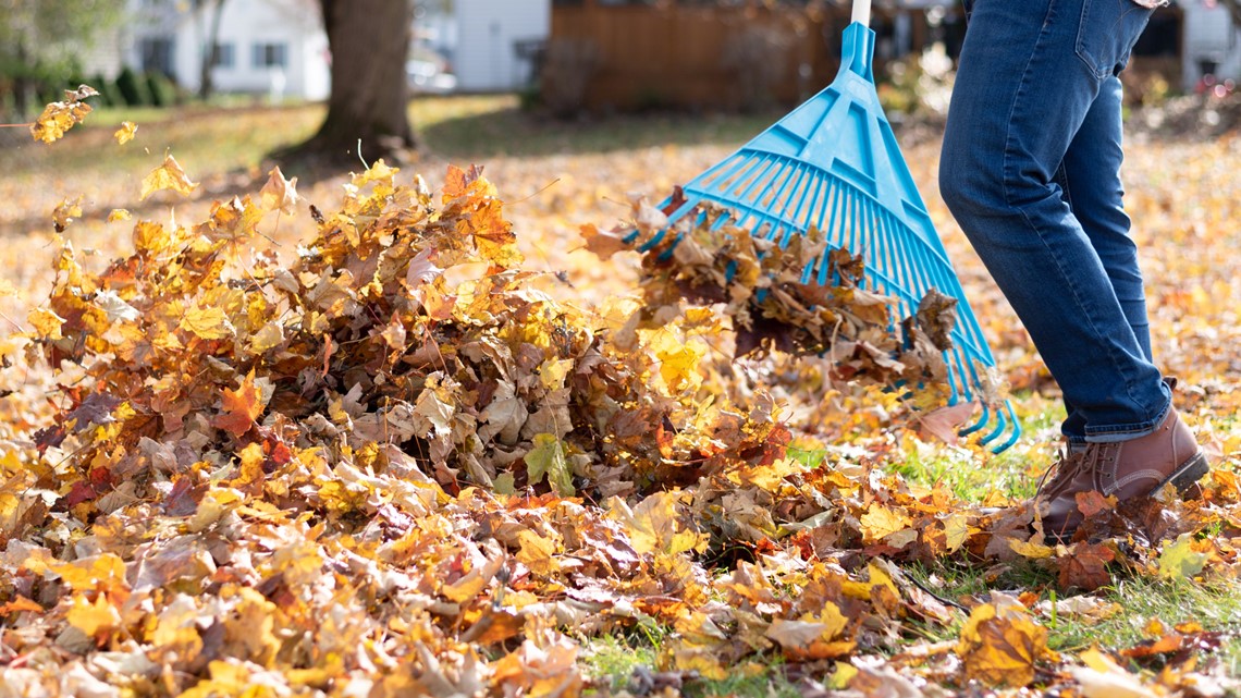 Should you rake your leaves?