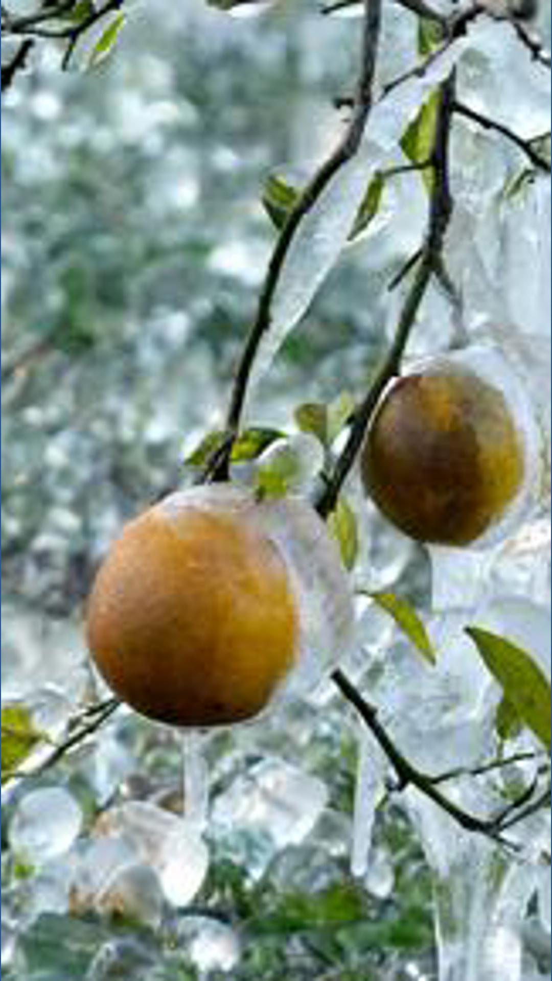 More winter weather leads to heavy snow, canceled flights and, in Florida, falling iguanas