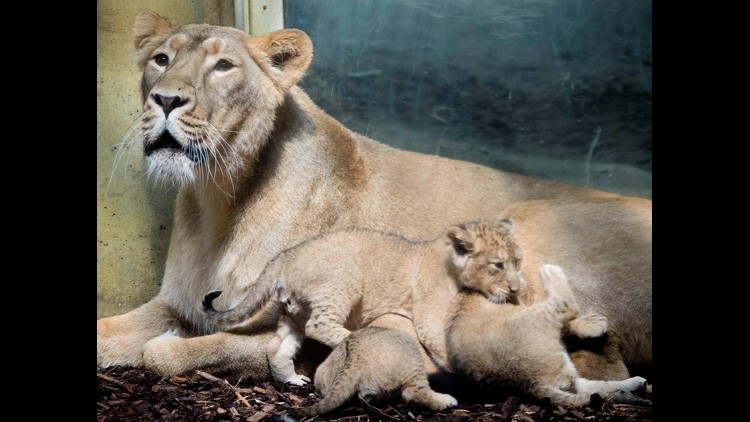 Lions, tigers recaptured after breaking out of German zoo 