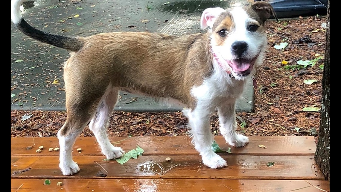 Jack russell hot sale terrier catahoula mix