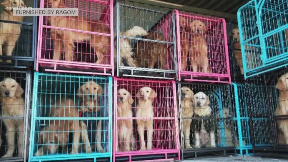 Local Rescue Saves Golden Retrievers From Chinese Dog Meat Trade Wcnc Com