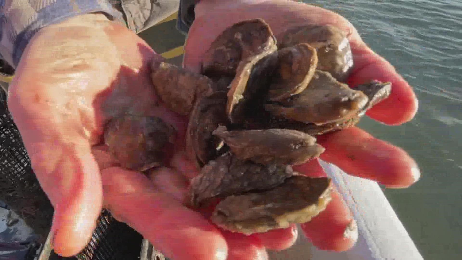 Raw oysters harvested in Texas linked to norovirus outbreak