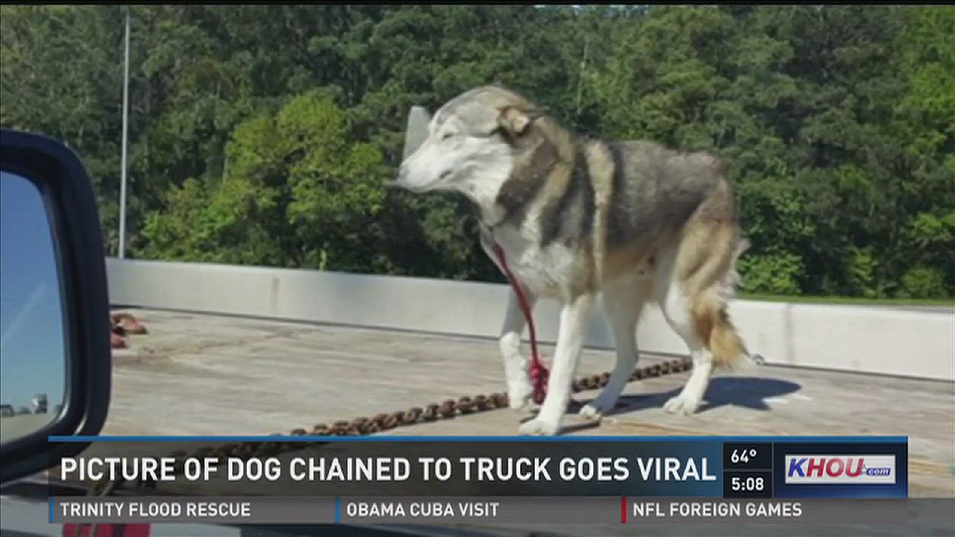 Dog in 2025 truck bed