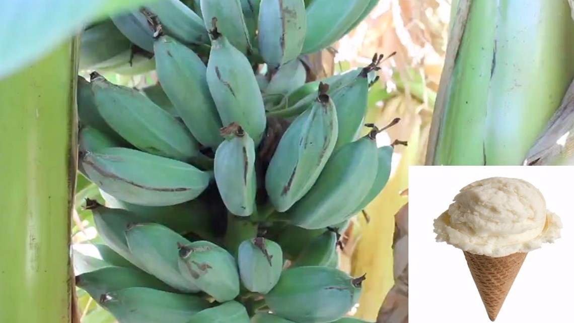 These Bananas Taste Like Ice Cream And You Can Grow Them Yourself Wcnc Com