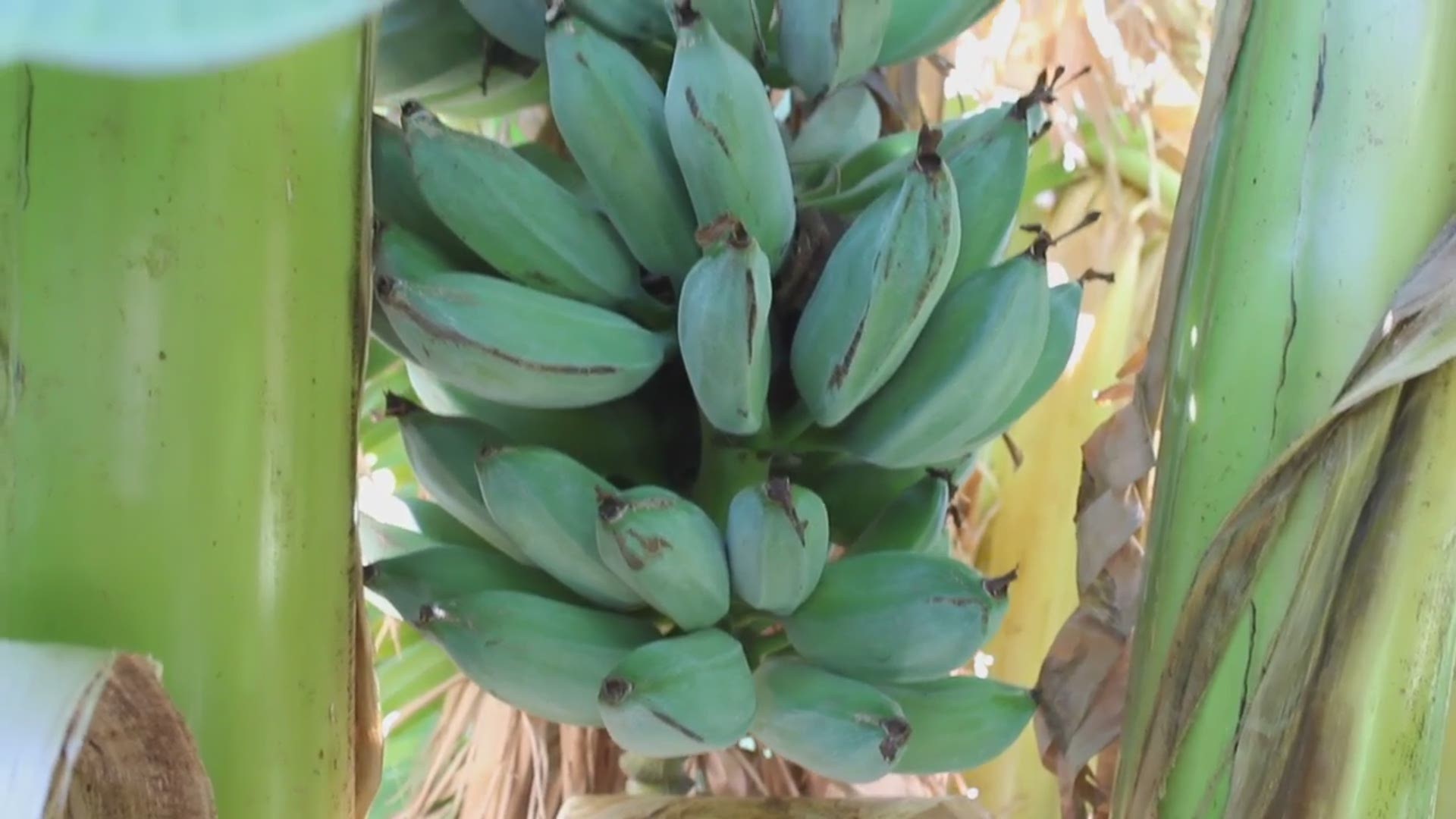 These Bananas Taste Like Ice Cream And You Can Grow Them Yourself Wcnc Com