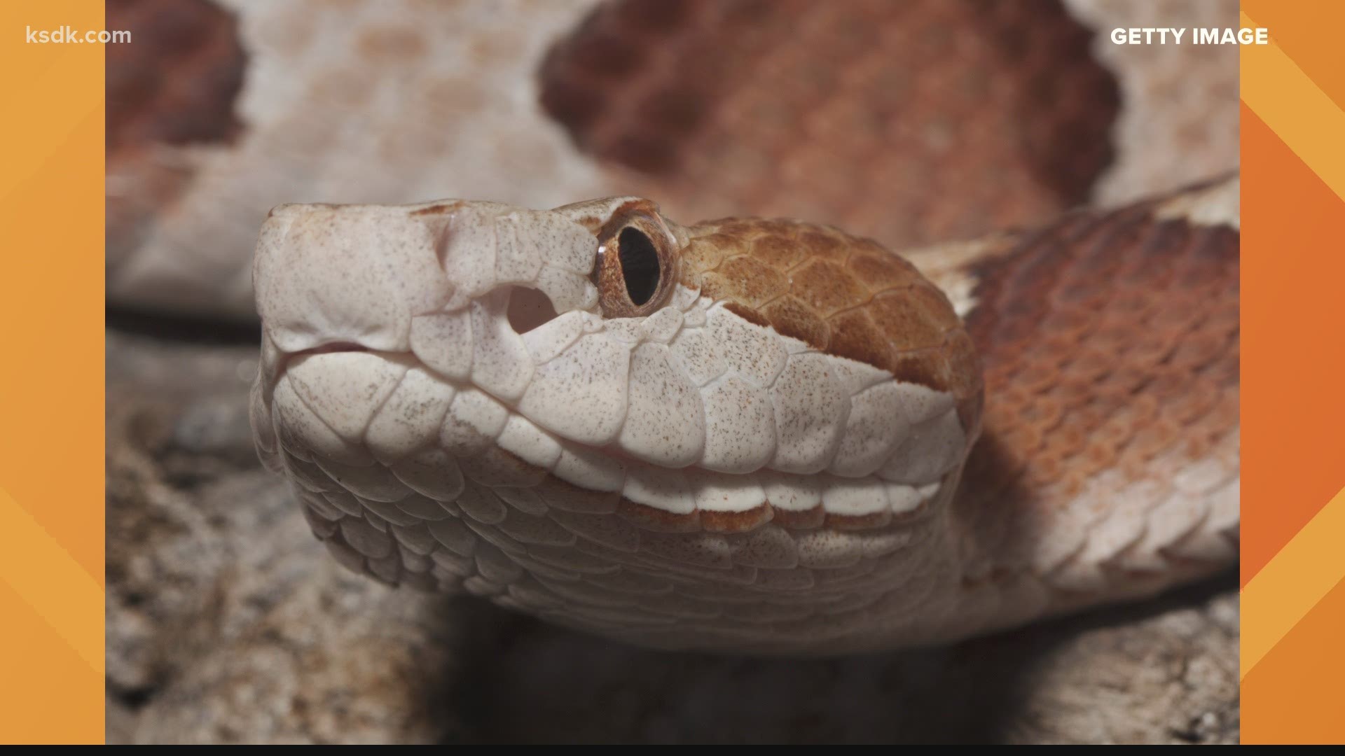 Baby Copperheads Are Being Born In Missouri Wcnc Com