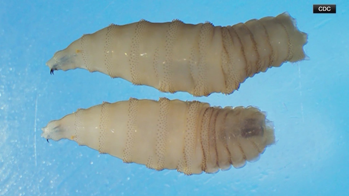 'All hands on deck' | US prepares for infestations of flesh-eating fly as Texas issues disaster declaration