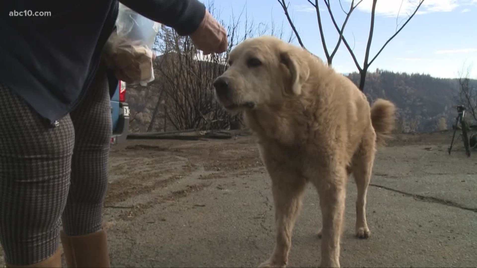 When Andrea Gaylord arrived back at her home off Merrill Drive in Paradise, she was surprised and overjoyed to see her beloved dog, Madison, survived the fire and was waiting patiently for her to return home.