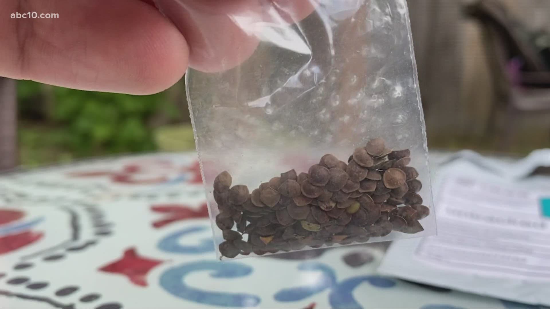 potting mix for fiddle leaf fig Fiddle Leaf Fig Potting Mix