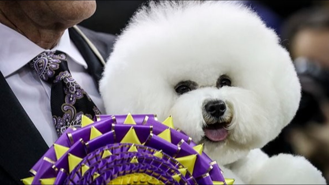 Bichon frise westminster store 2018