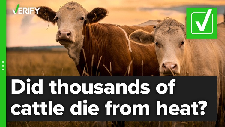 Did heat lead to the deaths of thousands of cattle in Kansas?