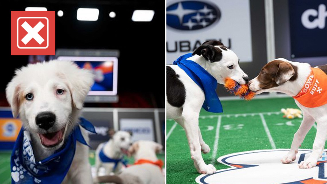 Puppy Bowl 2023 is not a live event like Super Bowl LVII