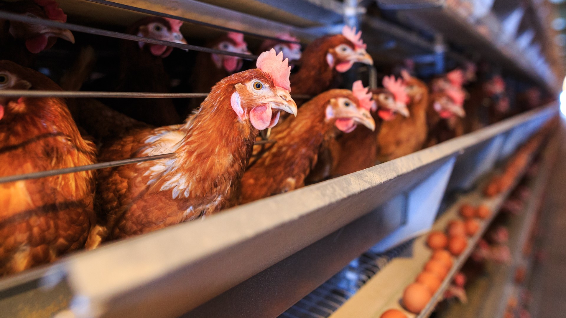 H5N1 bird flu What to know about the outbreak and food safety