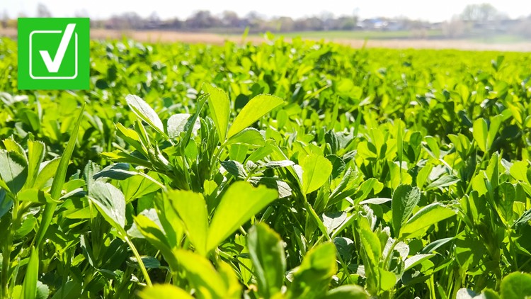 Yes, a Saudi Arabian company uses water from Arizona and California to grow alfalfa