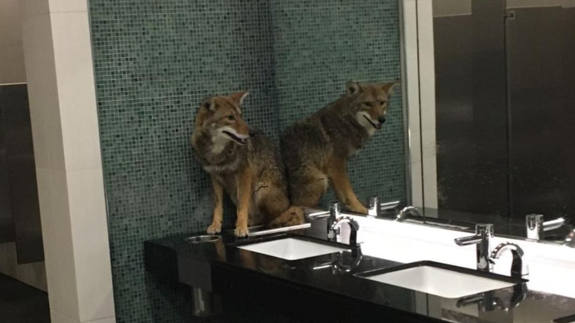 Coyote released back into the wild after sneaking into 