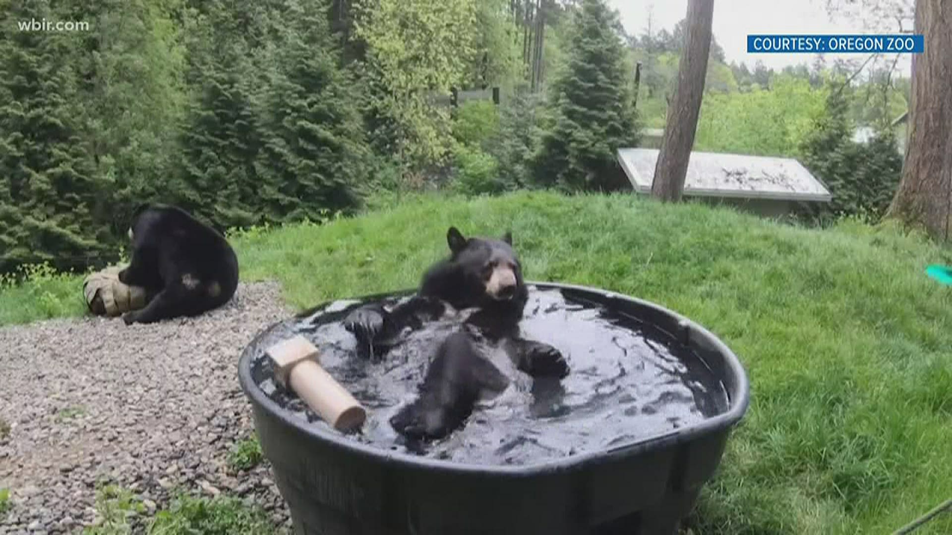 A bear taking a bit of a break from the heat in the Northwest.