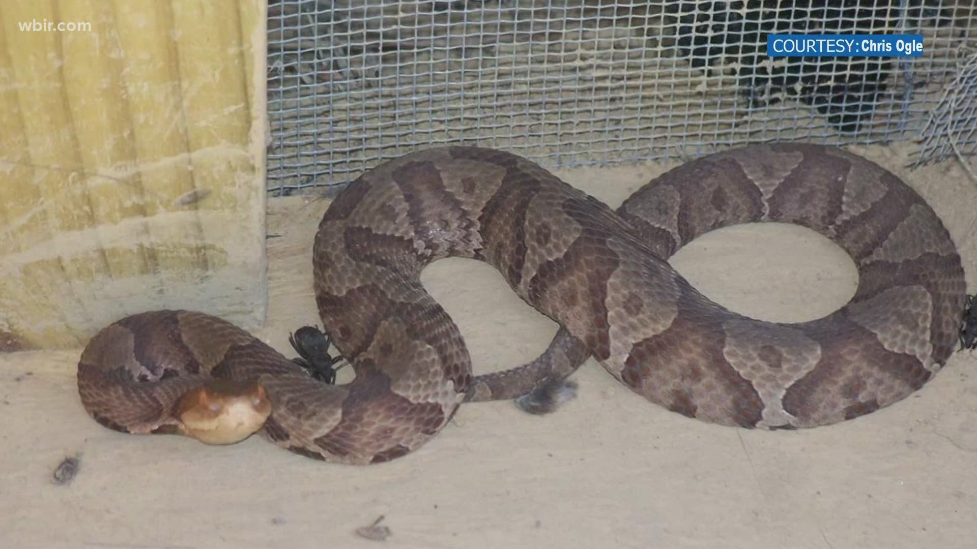 Twra Says Baby Copperhead Season Is Starting Up Wcnc Com