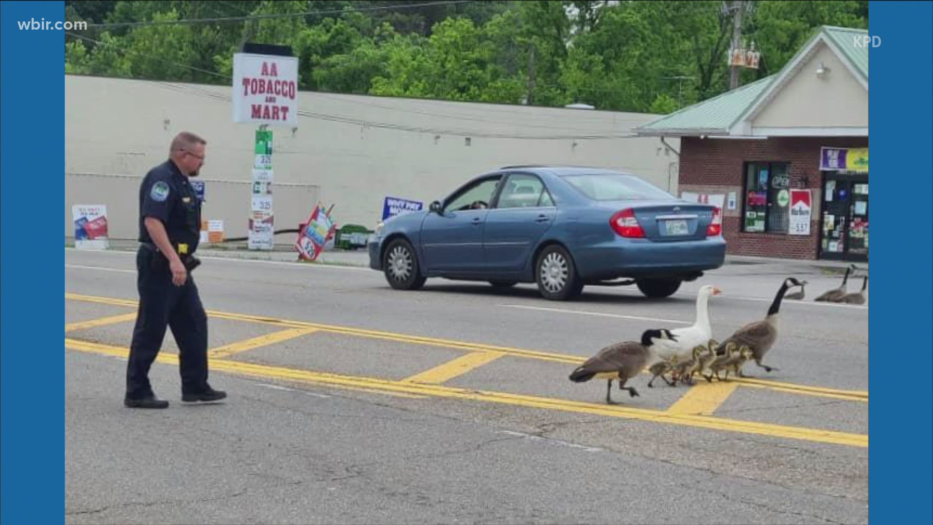 He helped escort the gaggle to the other side of Chapman Highway.