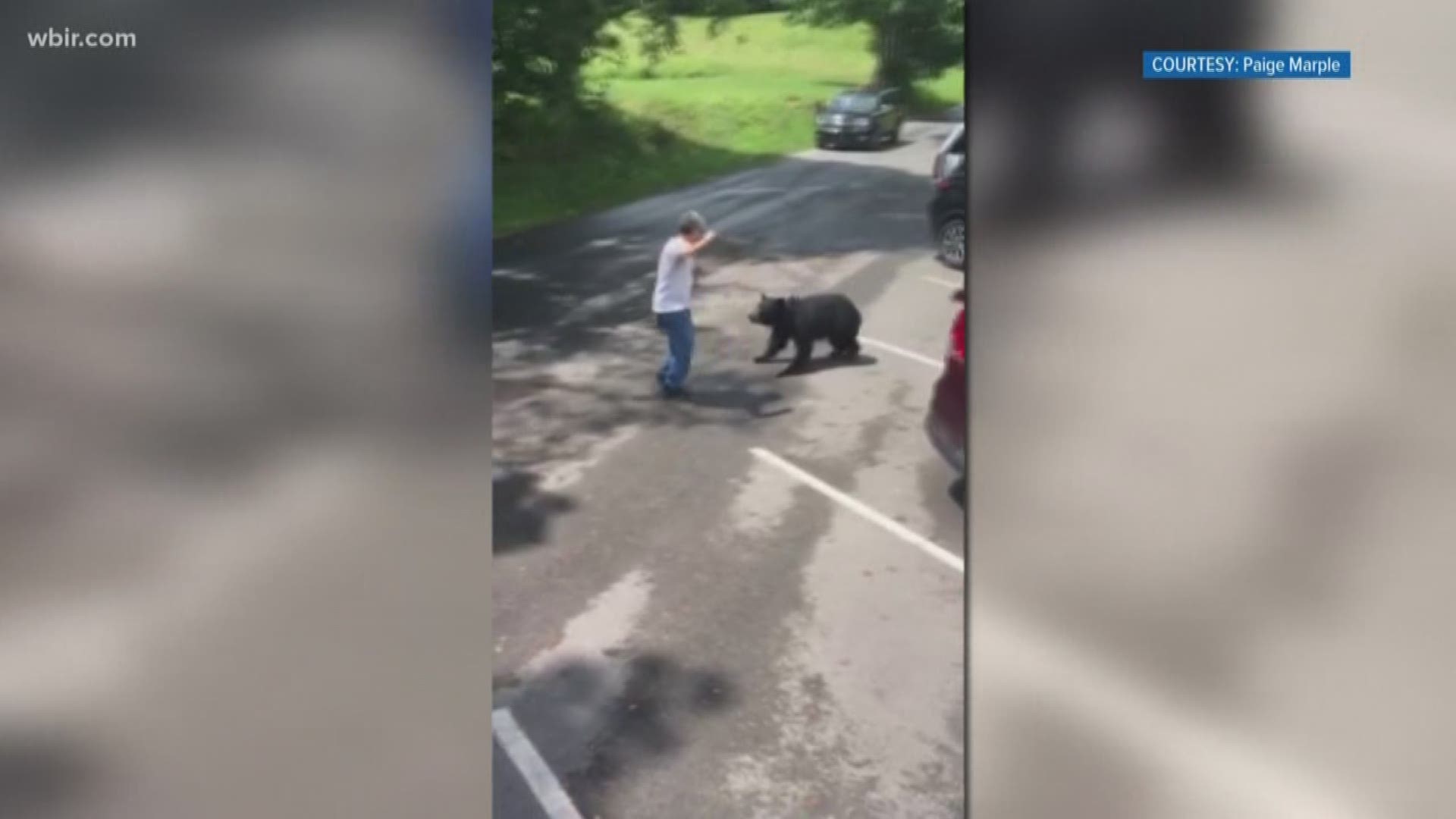 The video shows a man approaching a black bear's cubs several times before she lunges at him.