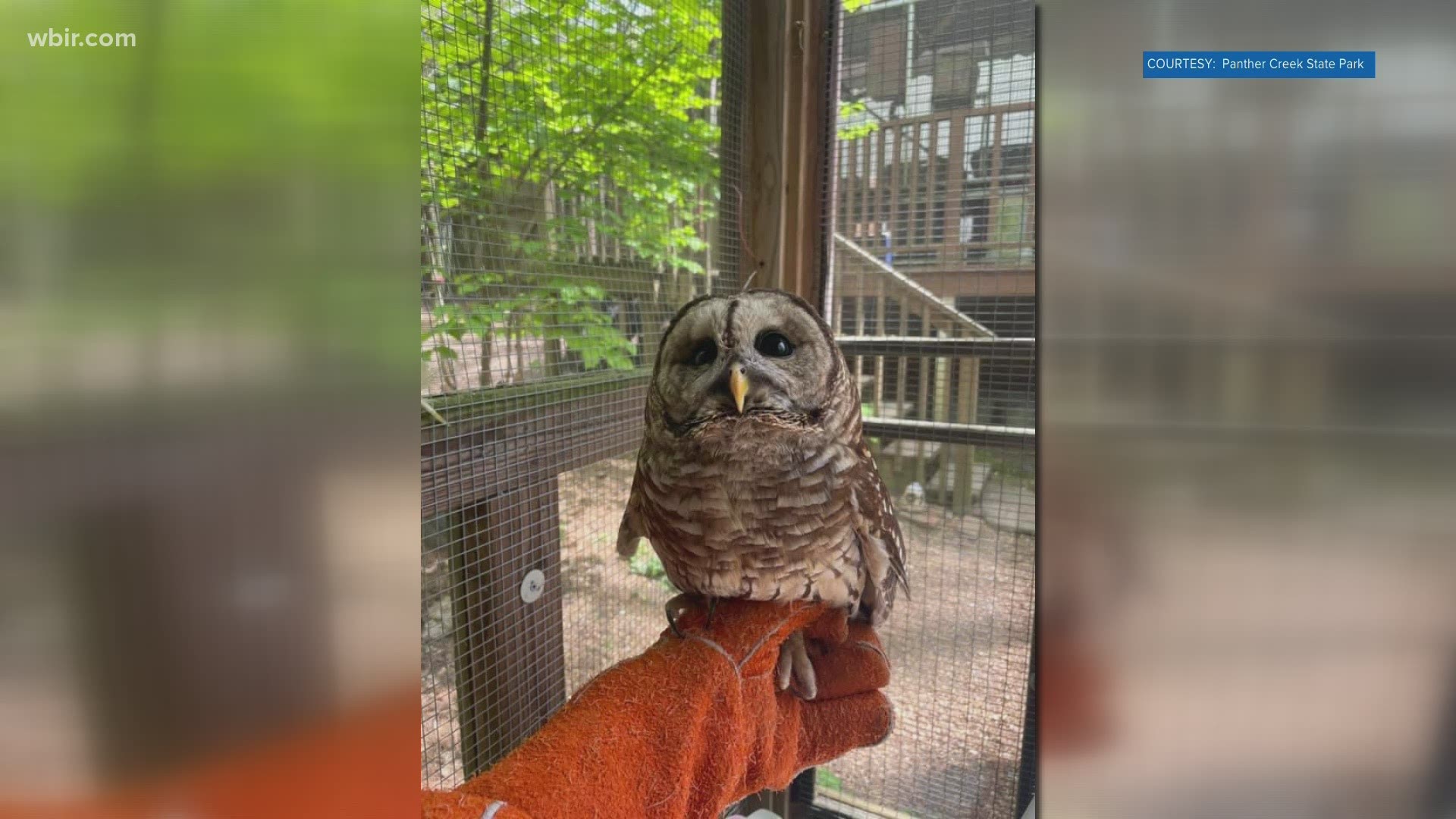 The 2-year-old barred owl was rescued in Maynardville after an accident that left him permanently blind in one eye. He can't be released into the wild.