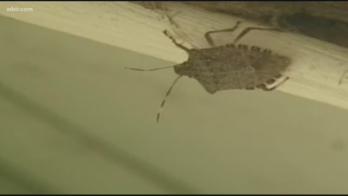 Stink bugs popping up in East Tennessee