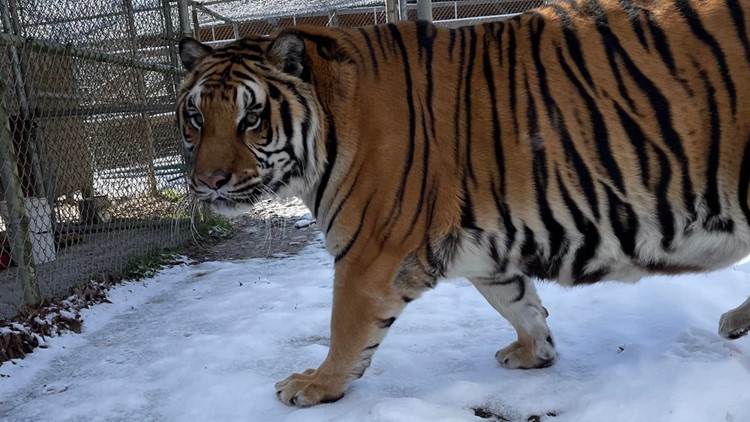 Little Ponderosa Zoo animals enjoy snow day during winter weather