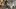 'Overwhelmed. Heartsick. Stressed': 80 puppies, dogs rescued from Ohio home