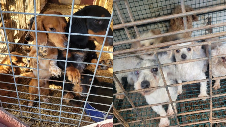 'Overwhelmed. Heartsick. Stressed': 80 puppies, dogs rescued from Ohio home