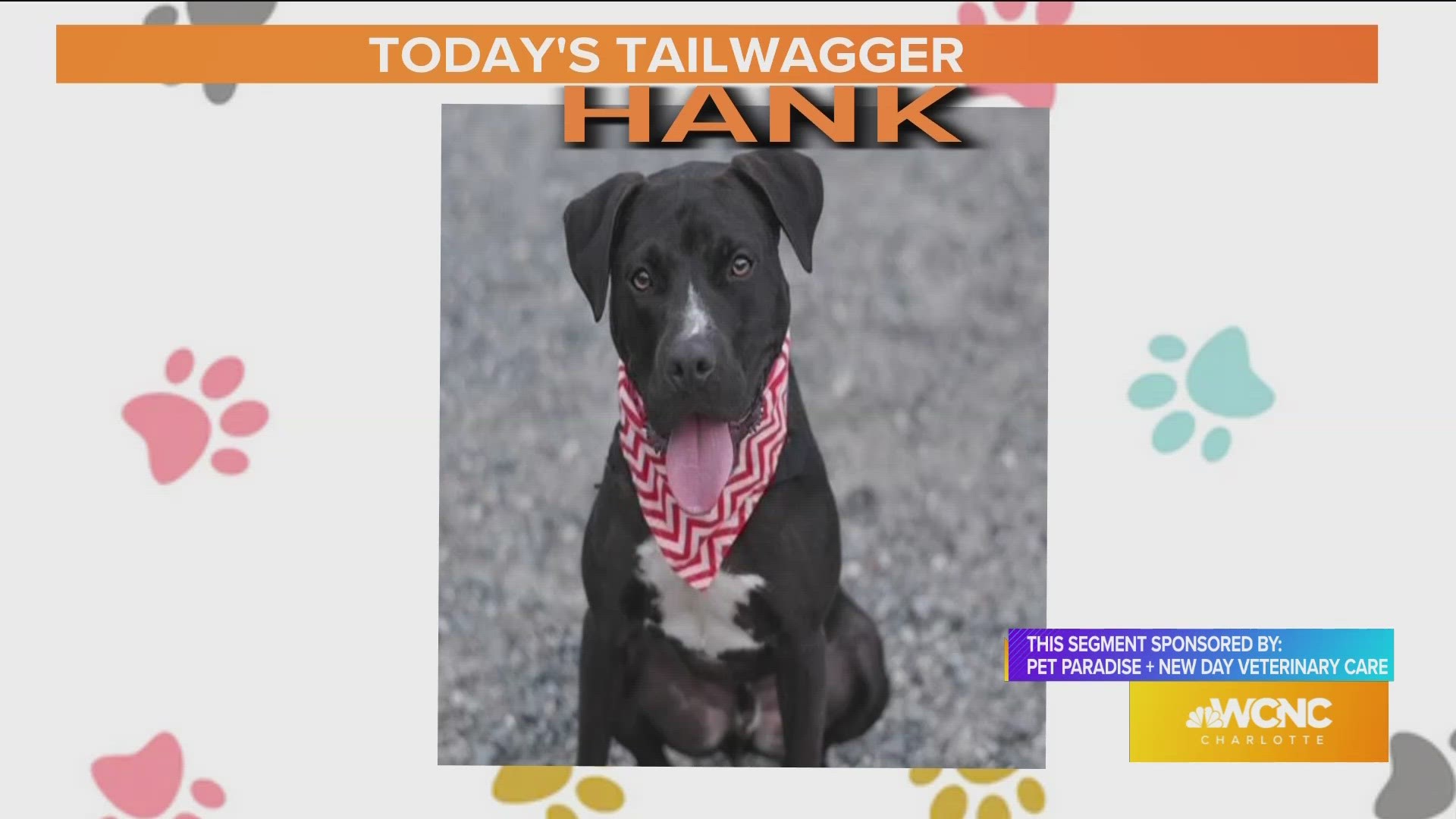 You can adopt Hank from Animal Care and Control